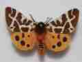 Garden tiger (british aberration) Internet Image property of respective owner, non-commercial use only